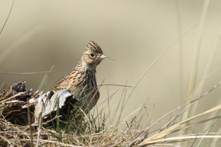 A skylark with with its pale brown feathers with dark brown streaks. 