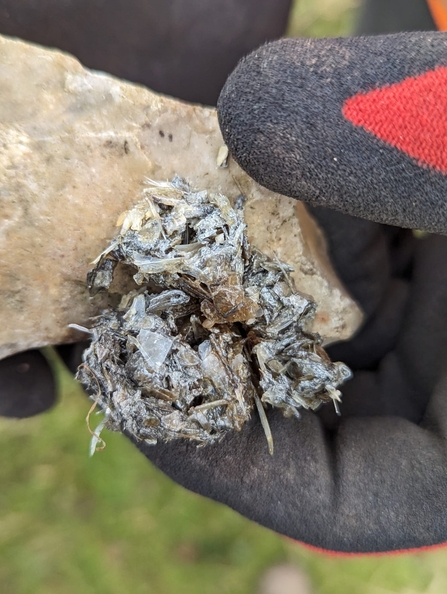 A gloved hand holding a rock with otter spraint on it. 