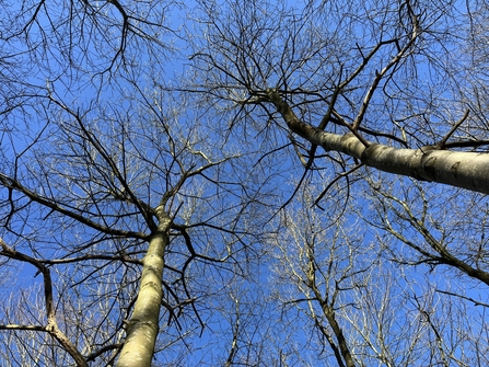 A look up into a tree canopy - blue skies and bare branches. 