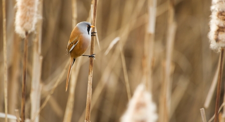 Male adult bearded tit perched on a bullrush