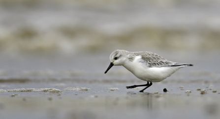 A white and grey sanderling walks along the wet sand at the tideline of The Wash. It looks down at the ground and has one leg raised as it walks.