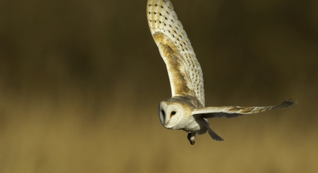 A white and tan coloured barn owl flying through the air. Its left wing is stretched out to the left while its right wing is lifted up to the sky. It has a white face and is looking ahead.