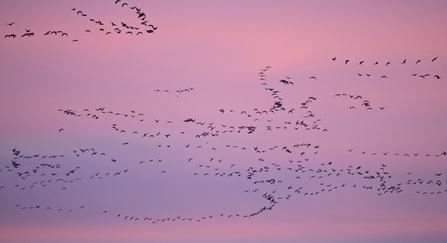 A bright pink sky, filled with a flock of pink-footed geese flying in formation above The Wash