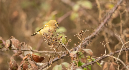 A goldcrest sits on a tree branch