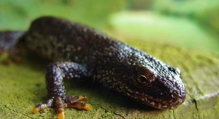 A dark brown great crested newt sits on a mossy log