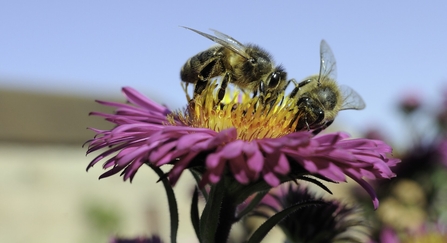 Honey bees foraging on pink aster in a garden