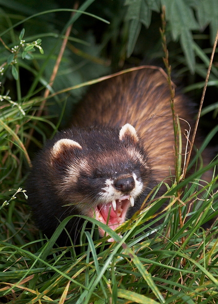A polecat yawning in some green grass. You can see it's sharp teeth.