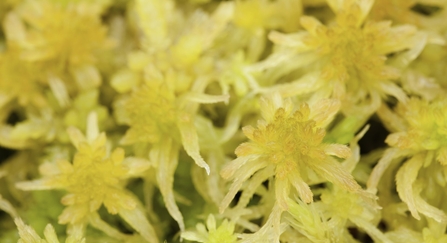 A cluster of yellow sphagum moss