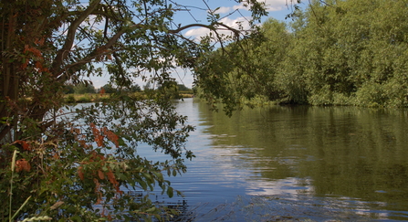 A river on a sunny day, with green trees along the right bank and some branches in the left foreground