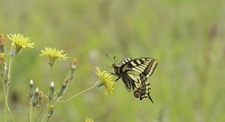A swallowtail butterfly rests on some yellow flowers