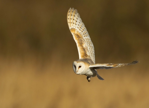 Barn owl © Danny Green, 2020VISION