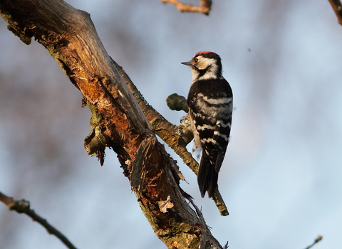 Lesser spotted woodpecker