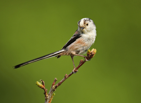 Long-tailed tit