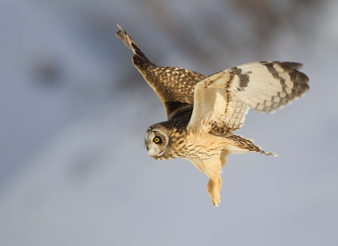 Short-eared owl