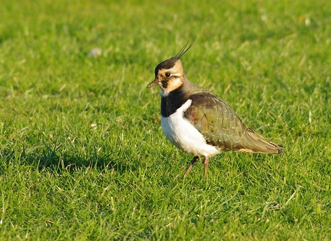 Lapwing