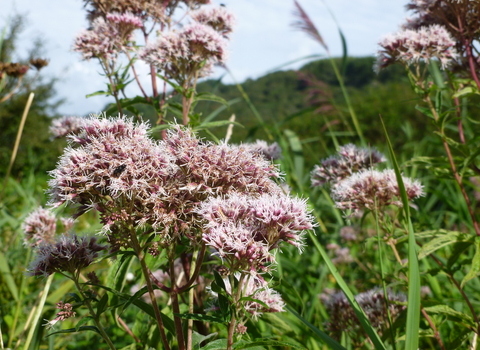 Hemp-agrimony