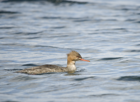 Red-breasted Merganser female