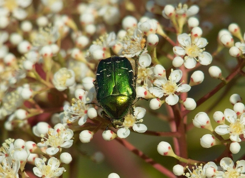 Rose Chafer