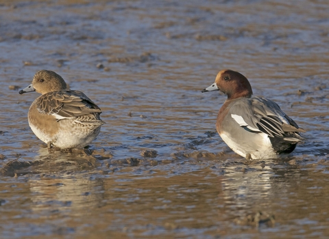 A pair of wigeon stand on a muddy shore