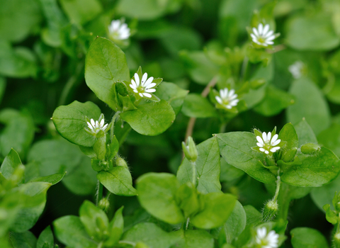 Common Chickweed