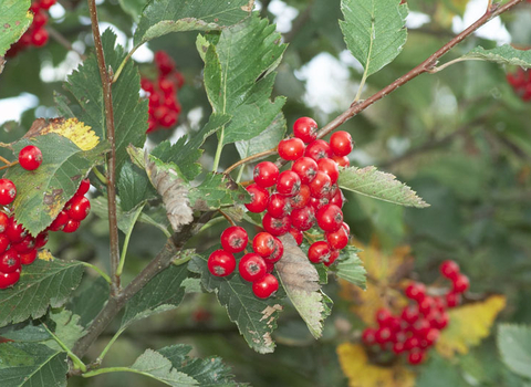 Common Whitebeam