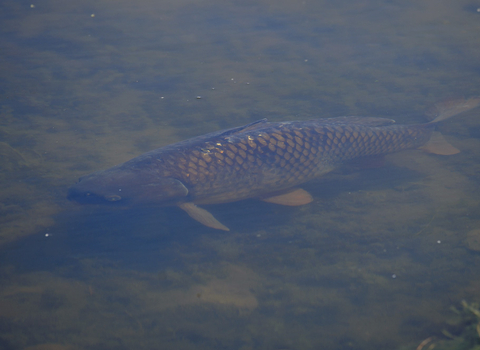 Common carp