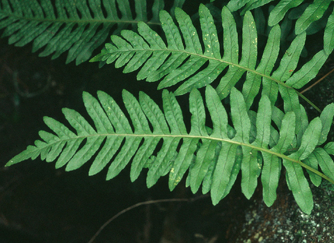 Common polypody