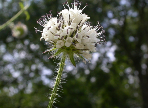 Small teasel