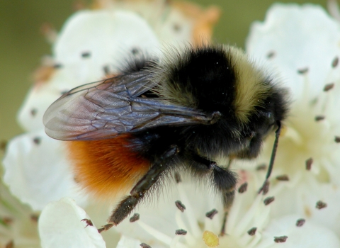 Bilberry bumblebee queen on hawthorn flower