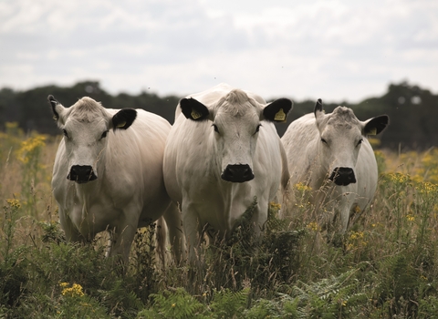 Three white cows stand together facing the camera. There are yellow flowers around them and the sky is cloudy. 