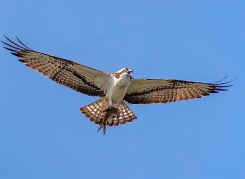 An osprey with a white body and brown wings flying through the air on a sunny day, wings outstretched, with a small fish caught in its talons