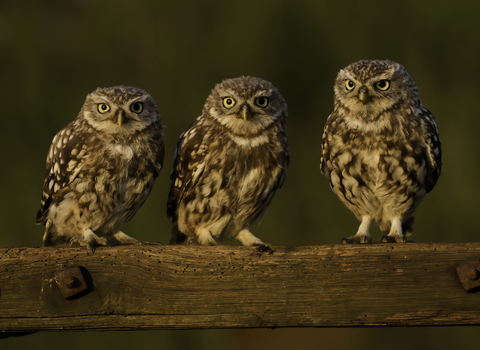 An image of three little owls perched next to each other on a piece of wood.