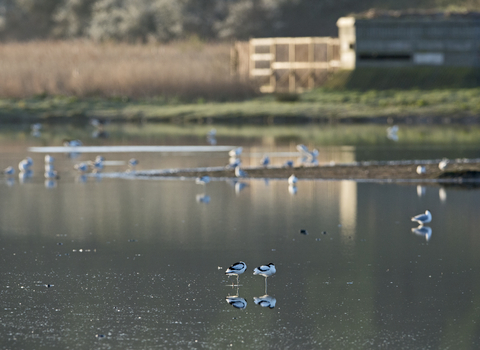 Birds on the water pictured from a hide at Cley