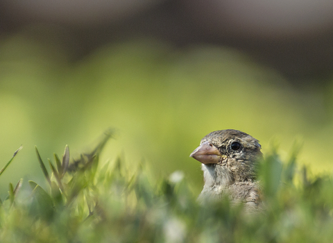 A small bird pops its head above some grass
