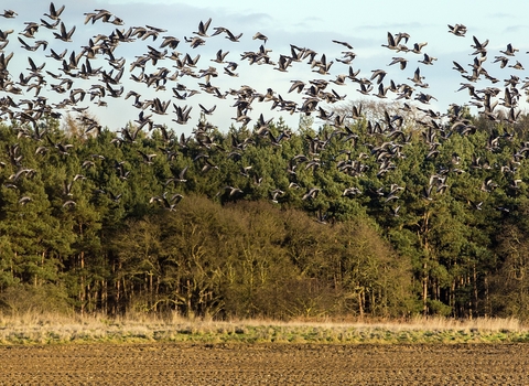 Geese flying over farmland 