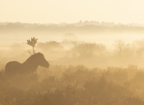 Misty close up photo at roydon common with the silhouette of a pony