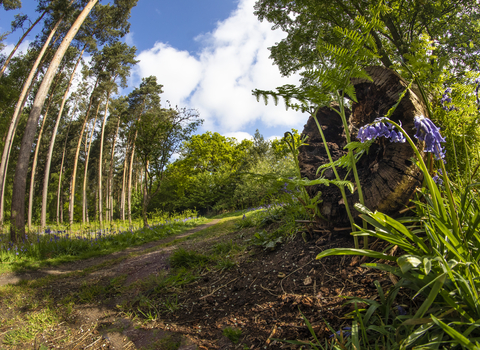 A muddy track with trees, a log and bluebells