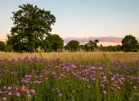 A field of grasses and purple flowers with trees in the background