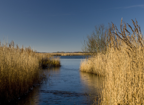 A stretch of blue broad water surrounded by yellow reeds, under a clear blue sky