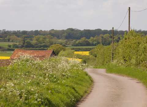 A winding country lane in the Claylands with lush green grass, dotted with summer flowers. 