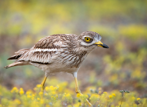 A stone curlew with its white and brown feathers, large yellow eyes and long yellow legs walking in a field of yellow plants