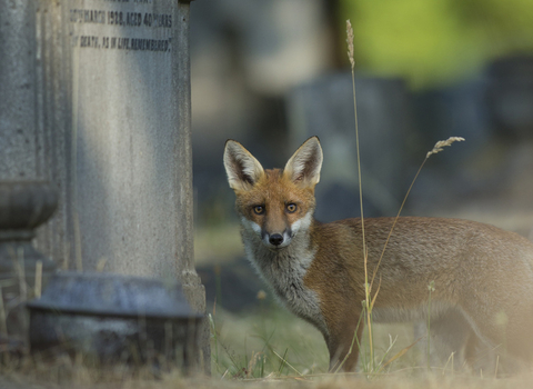 Churchyard fox
