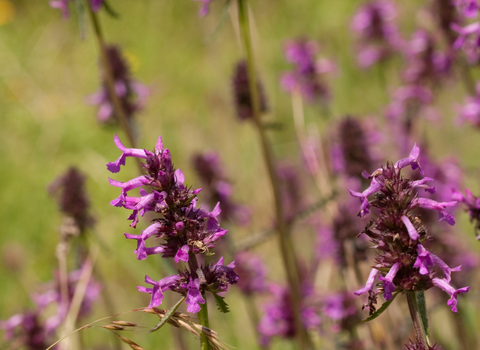 purple wildflowers in a meadow
