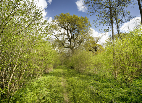 A lush green woodland on a sunny day