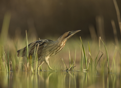 A bittern on a sunny day walking through water and reeds