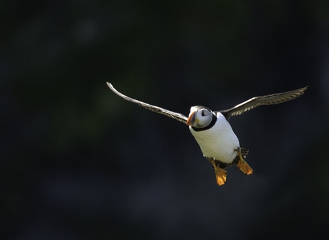 A puffin in flight, with its wings outstretched. It has a white stomach, black wings and orange feet