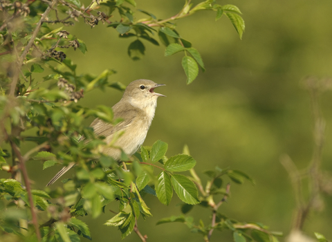 A little pale brown bird singing it's heart out in a lush green tree