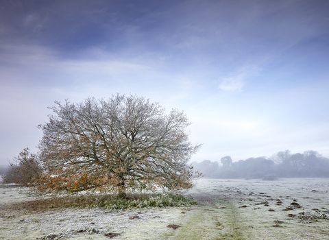 A large lone tree in a frosty field at East Wretham