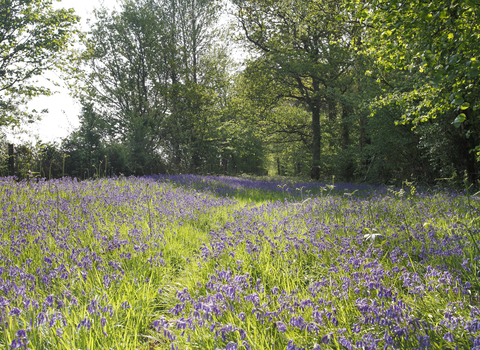 Bluebells at Foxley wood