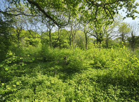 A lush green woodland in Summer